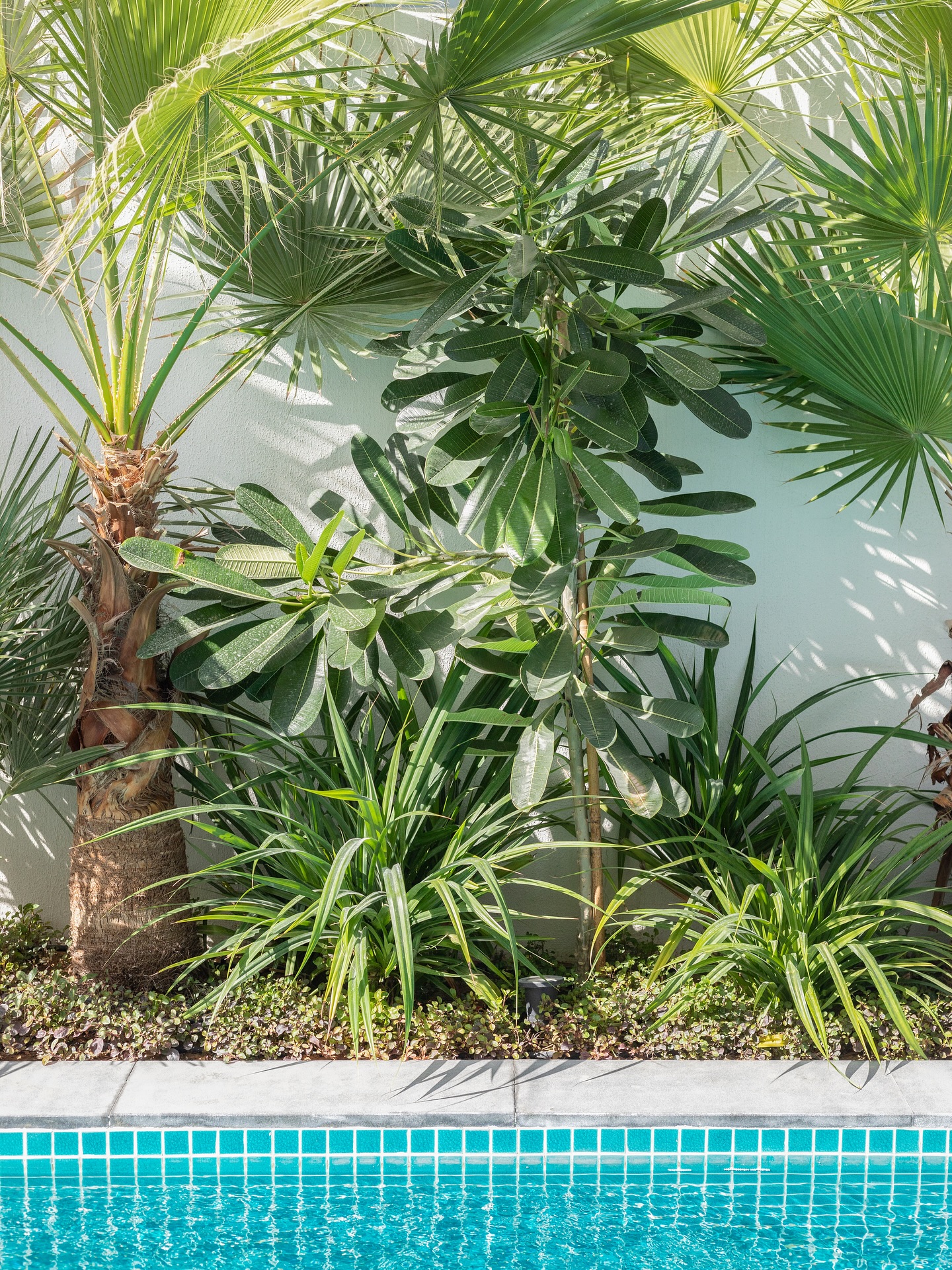 Lush green villa garden with tropical plants