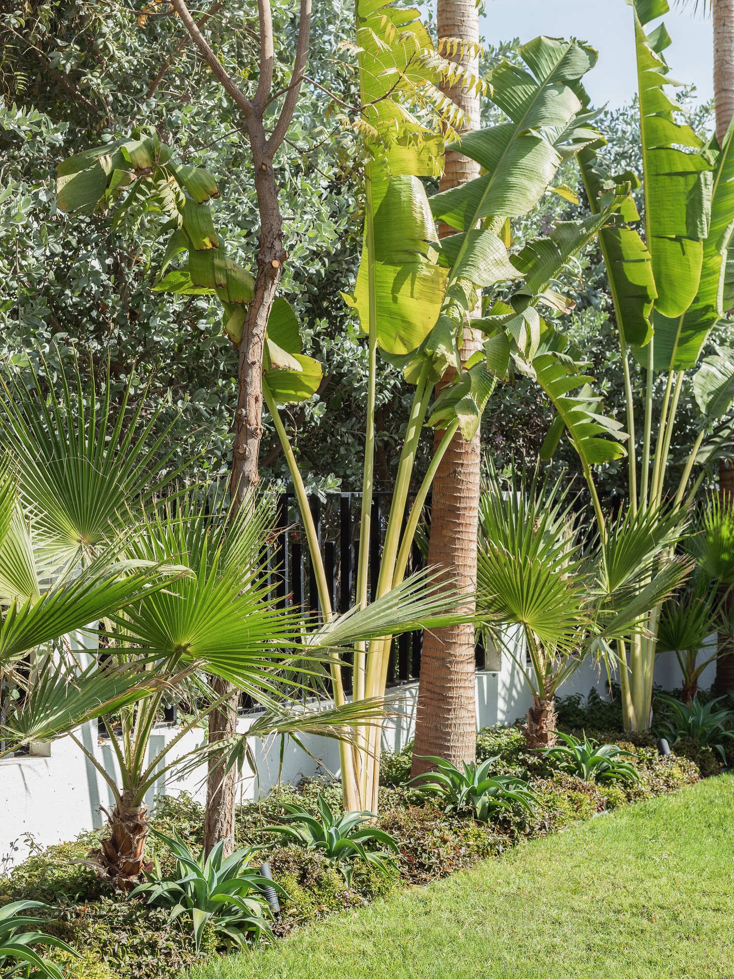 Poolside garden planting in Dubai villa