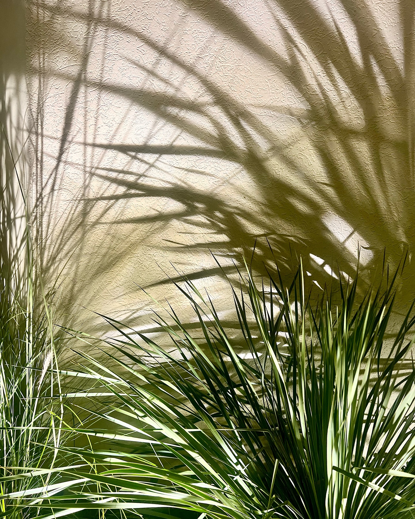 Palm tree care under Dubai sunshine