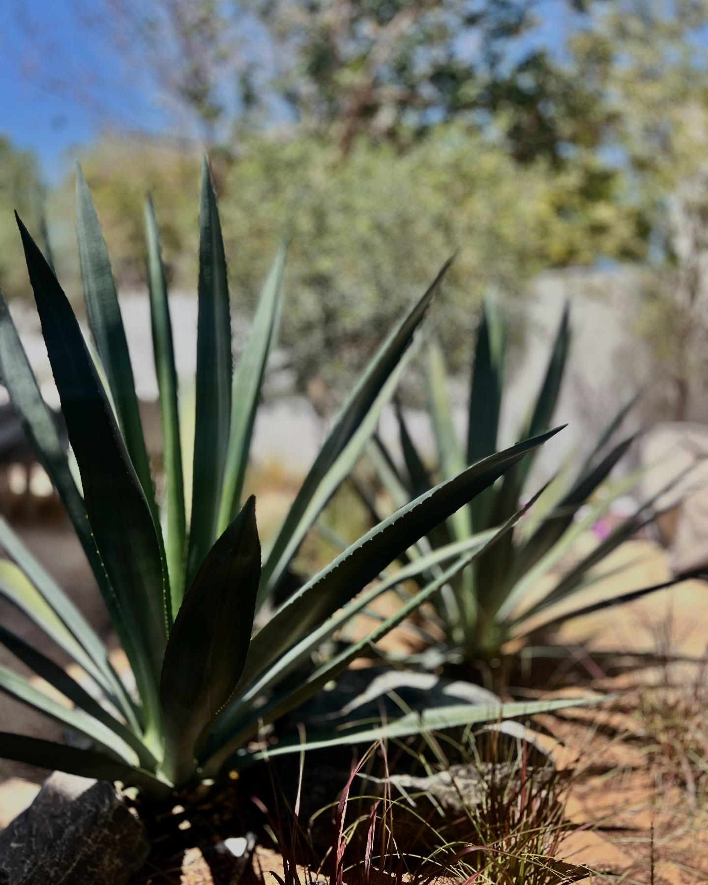 Blue agave plant in desert garden