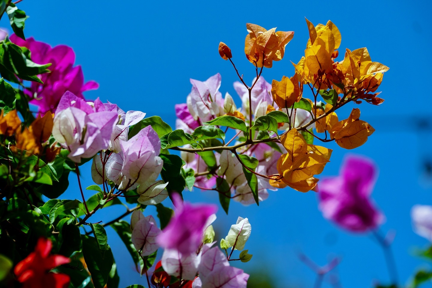 Vibrant pink bougainvillea in Dubai