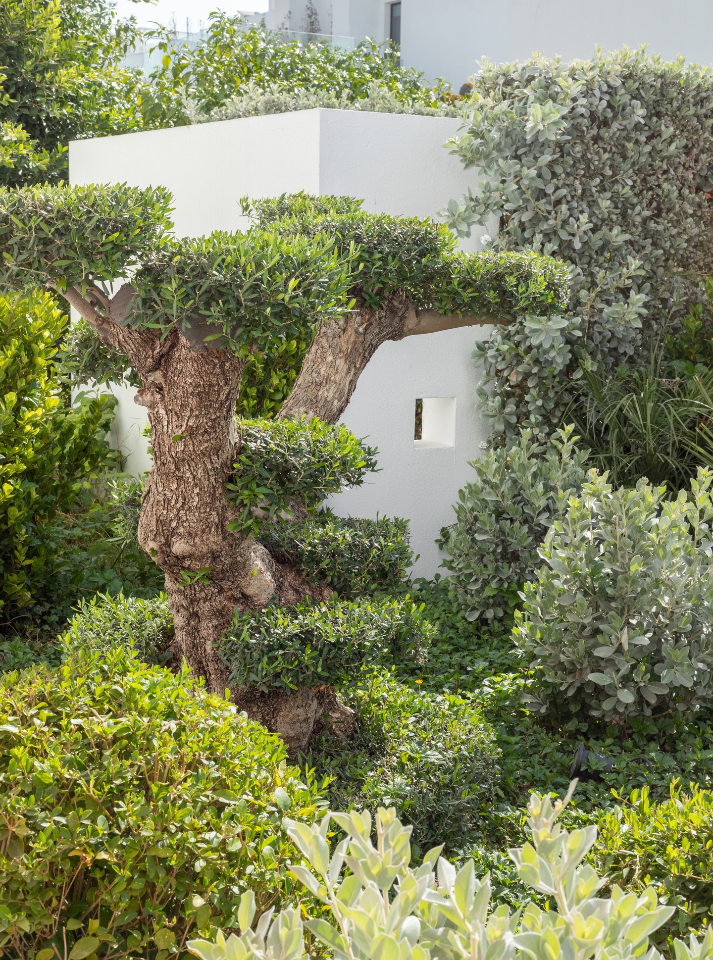 Lush green planting palette in Dubai garden